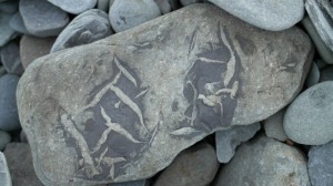 Her ser en tydelig hvordan sjøgress er blitt til fossiler. Funnet på stranda rett nord for båtstøa.