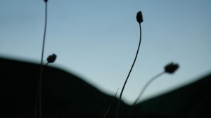 Polarreverumpe -frøkapsel foran kveldshimmel