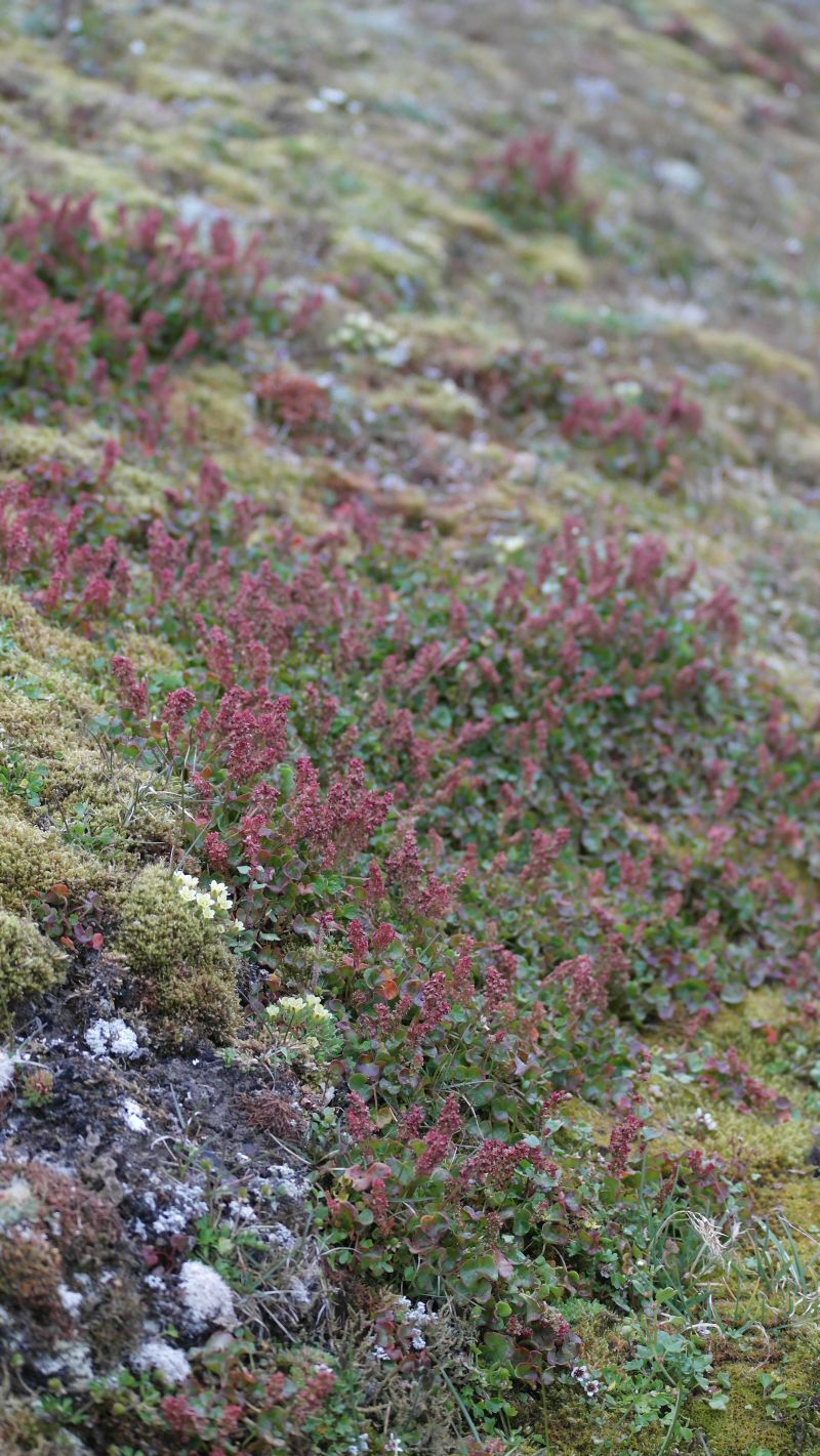 Polarsyregras er en av flere arter som trives på Bjørnstranda. 