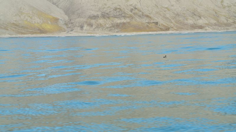 En alkekonge svømmer utenfor Livbåtstranda.