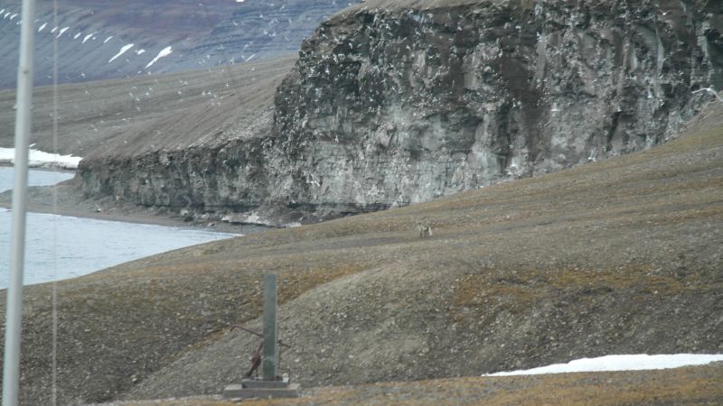 Polarrev på tokt ved fuglefjellet. Se mer på video i Youtube.