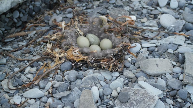 Ærfugl legger egg på stranda under/ved fuglefjellet men er utsatt for rovfugler som polarmåke og tjuvjo.