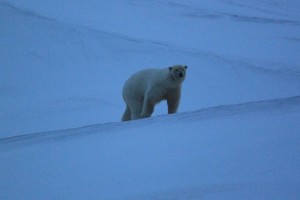 Isbjørn ved stasjonen