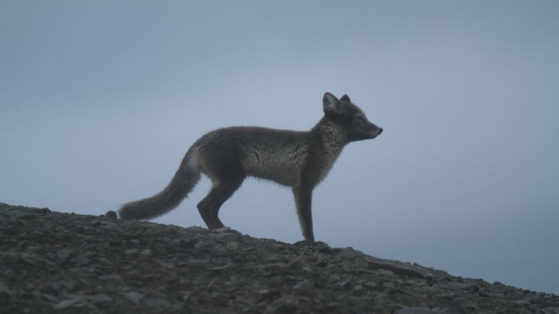 Polarrev4