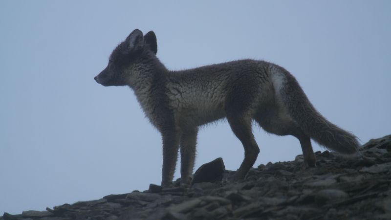 Polarrev7