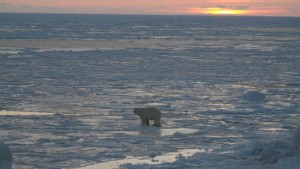 Isbjørn på isen bryr seg lite om at sola er tilbake. Foto: Bjørn Ove Finseth