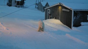 Plutselig stod den en stor hannbjørn mellom verkstedet og kaldlageret. Staselig rugg. Foto: Bjørn Ove Finseth
