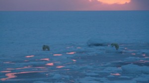 Isbjørnbinne og unge på isen. Foto: Bjørn Ove Finseth