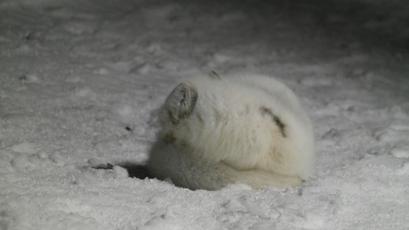 Polarrev la seg til å sove rett utenfor kjøkkeninngangen på stasjonen januar 2015
