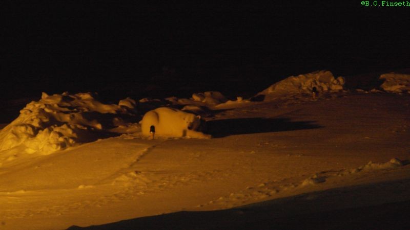 Isbjørnbinne med tvillinger hviler på helipad.