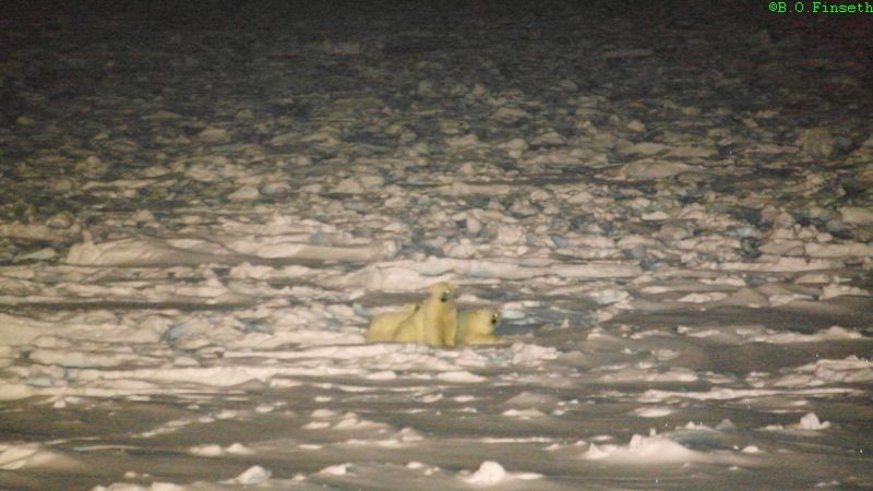 Isbjørnbinne med tvillinger i vintermørket på isen utenfor stasjonen.