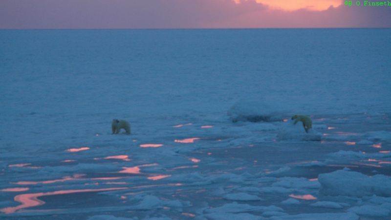 Isbjørnbinne med unge utpå usikker is de første dagene sola var kommet tilbake