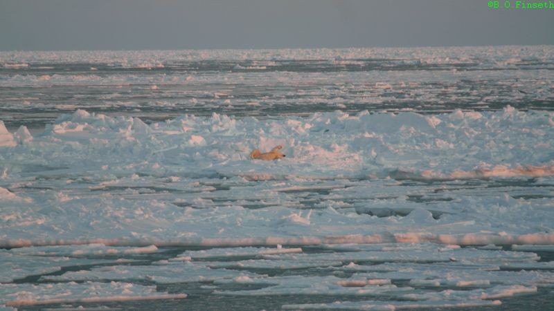 Isbjørnen ruller seg i isen/snøen for å få av saltvannet etter en svømmetur.