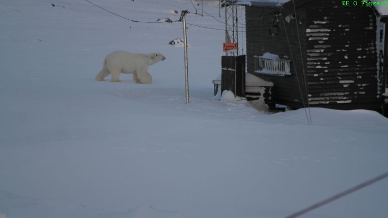 Isbjørnen er ved reservestasjonen.
