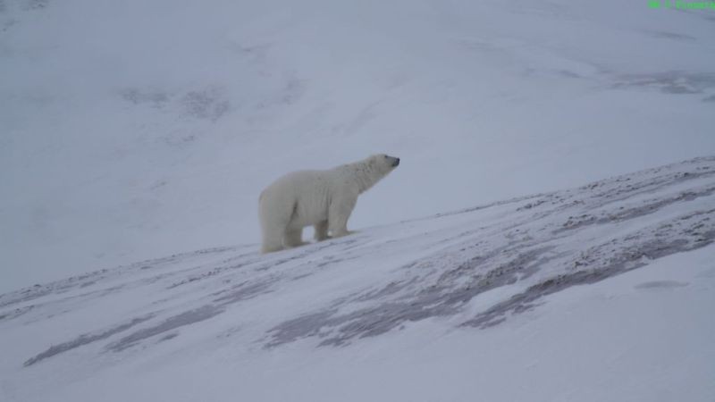 Isbjørnen skuer opp mot Bjørnsletta og lurer på om det er noe spennende der oppe.
