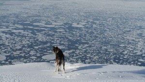 Gisle skuer utover isen på vestsiden av toppen av Werenskioldfjellet. Foto: Bjørn Ove Finseth