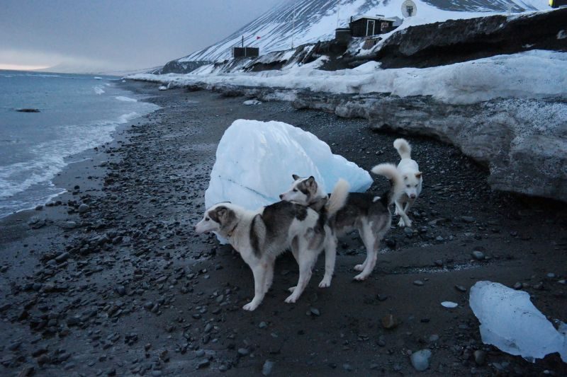 Voronin, Smith og Bølge inspiserer en stor isklump fra en eller annen isbre på Svalbard, som er slengt opp på stranda.